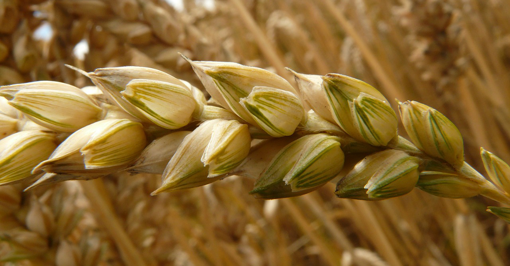Close up macro shot of a stalk of wheat seeds
