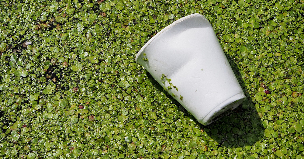 Plastic cup floating in water and green algae