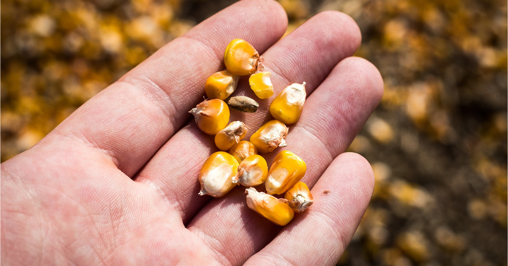 Farmer holding corn kernels in hand