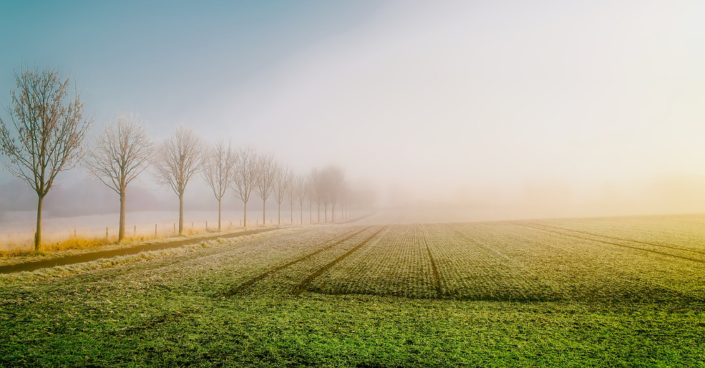 Agricultural farm field at sunrise surrounded by fog