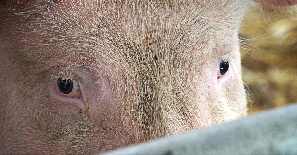 Pig staring through a fence on a farm