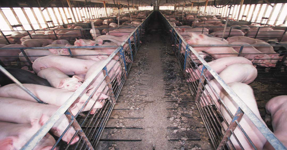Cafo pig farm