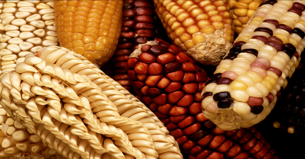 Exotic varieties of maize are collected to add genetic diversity when selectively breeding new domestic strains