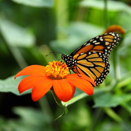 Monarch butterfly perched on an orange flower