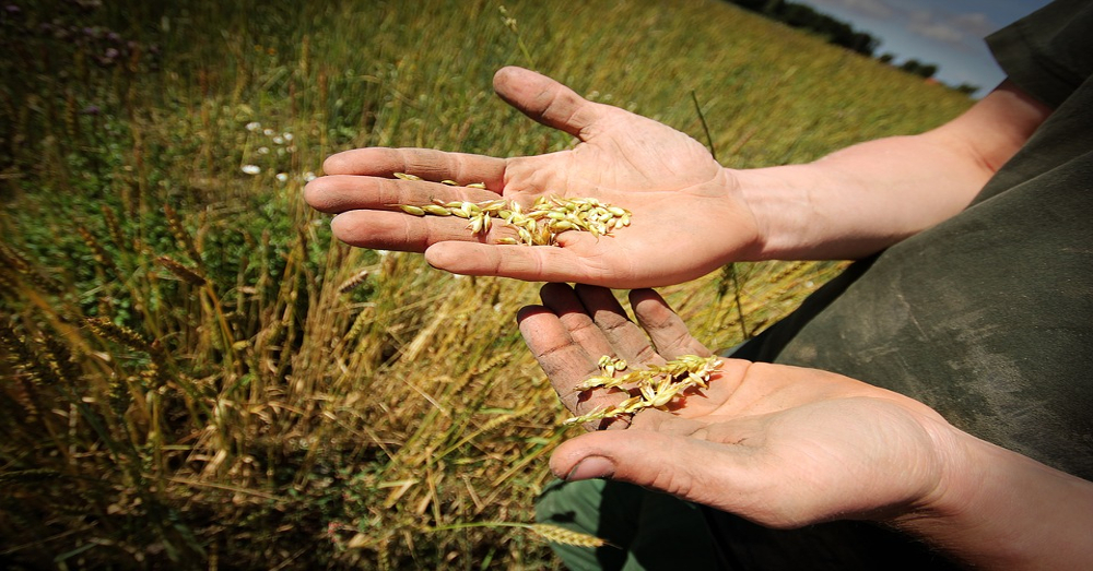Farmer holding wheat seeds on an organoic farm