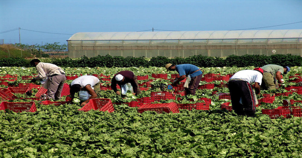 farmworkers picking lettuce
