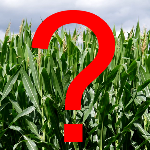 Corn field with a red question mark