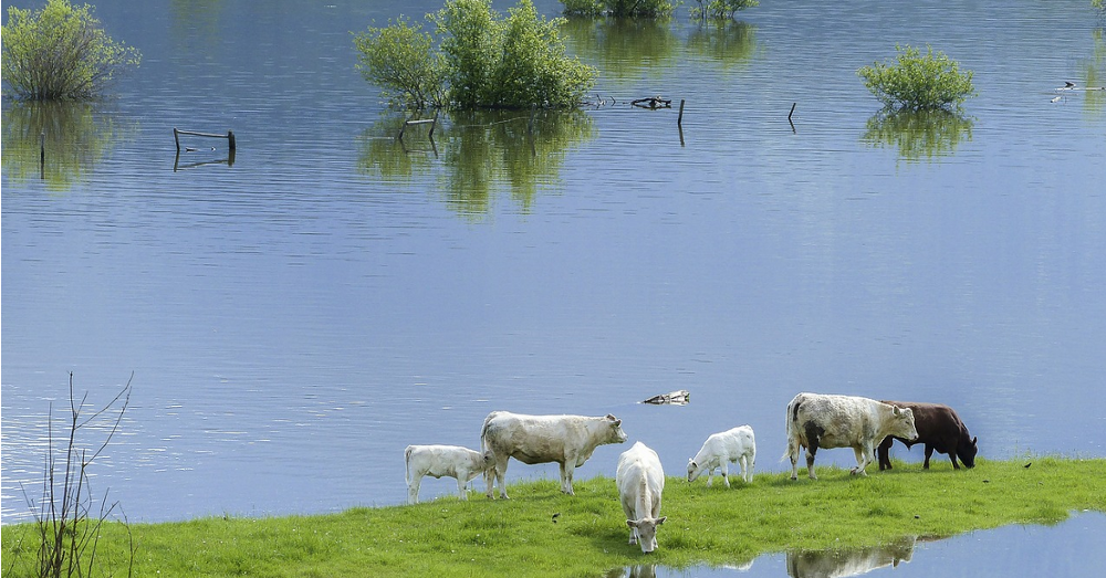 cows standing in a flooded pasture