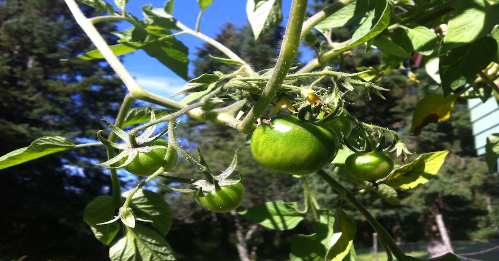tomatoes green vine sunny
