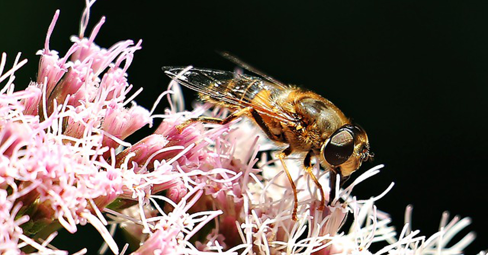 close up view of a bee on a pink flower