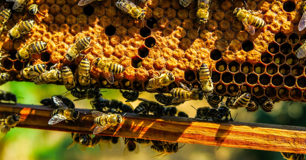 bees congregating around a honey comb hive
