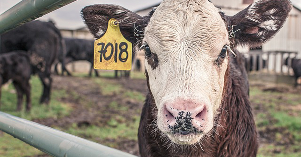 tagged calf on a crowded farm
