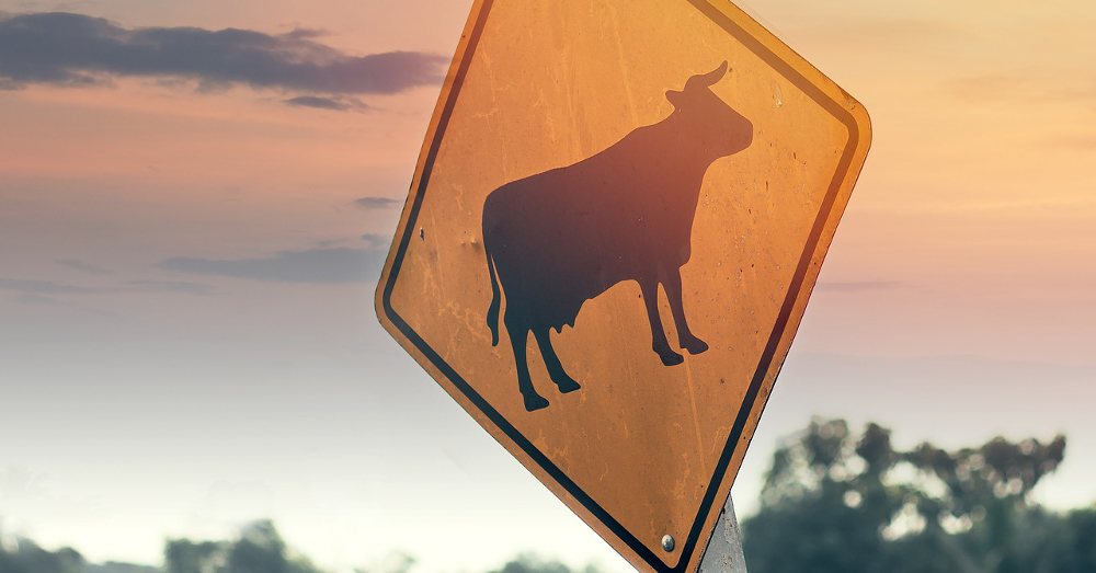 cattle road sign