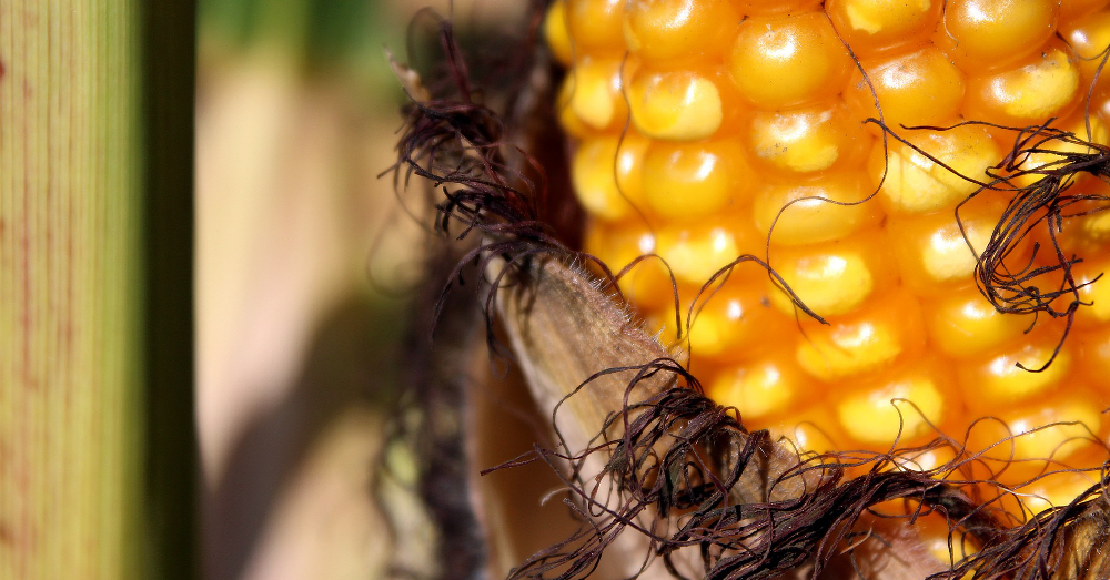 close up of an ear of corn
