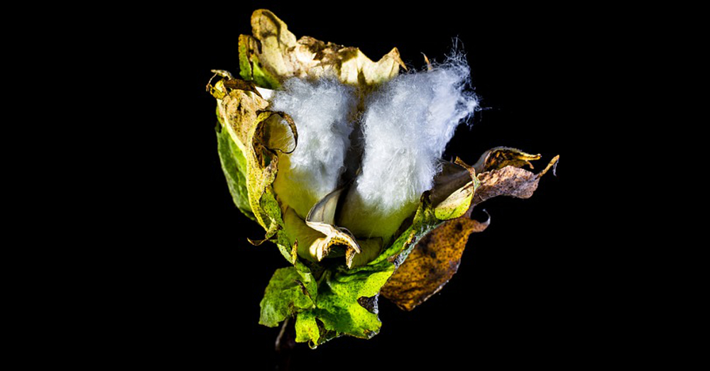 a single bud from a cotton plant