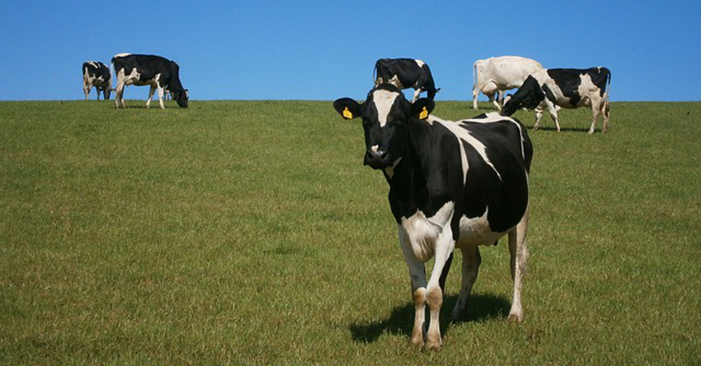 black and white cows grazing in a field