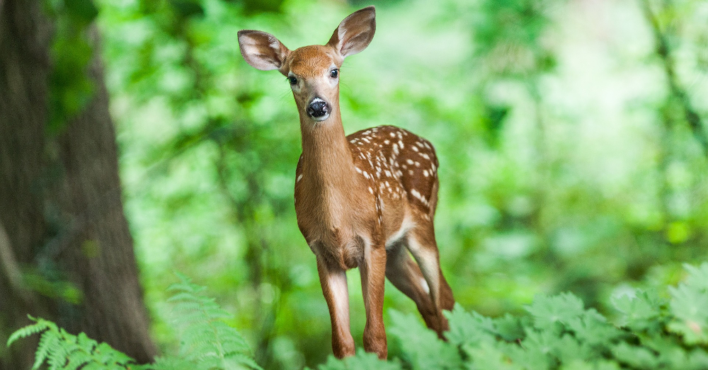 deer fawn in the forest