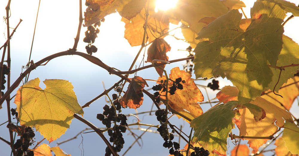 vineyard grapes shining in the sun