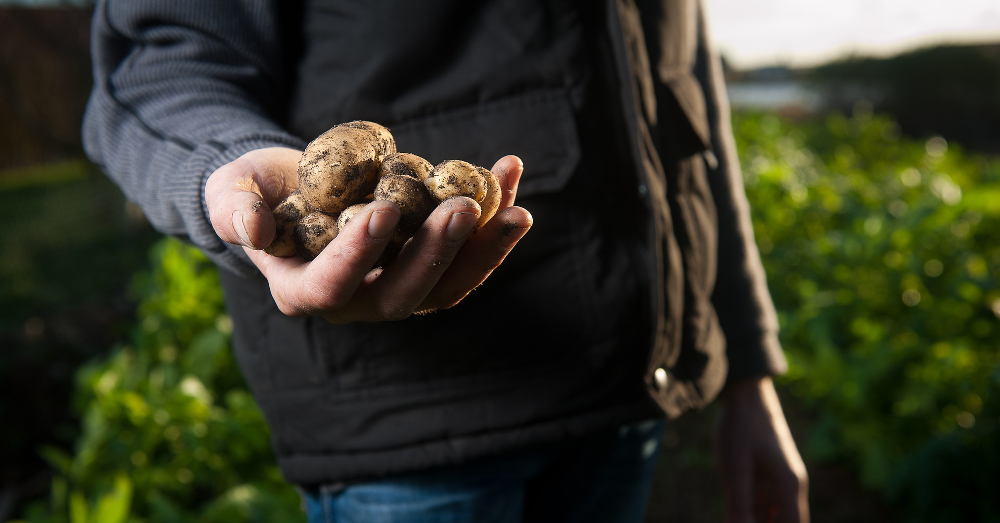 farm worker holding a harvest of potatoes