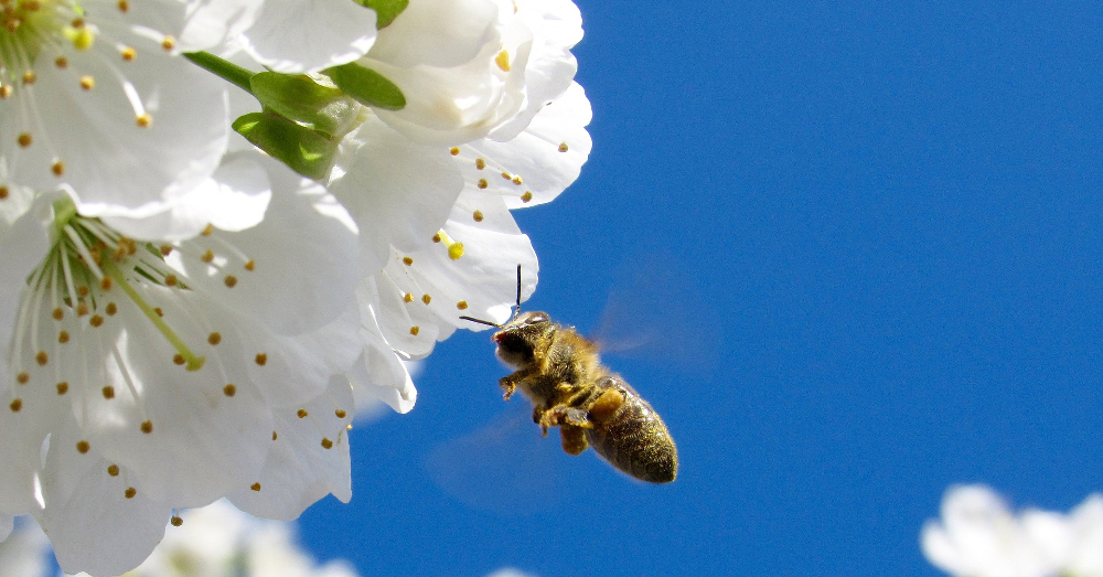 honeybee flying near white flowers