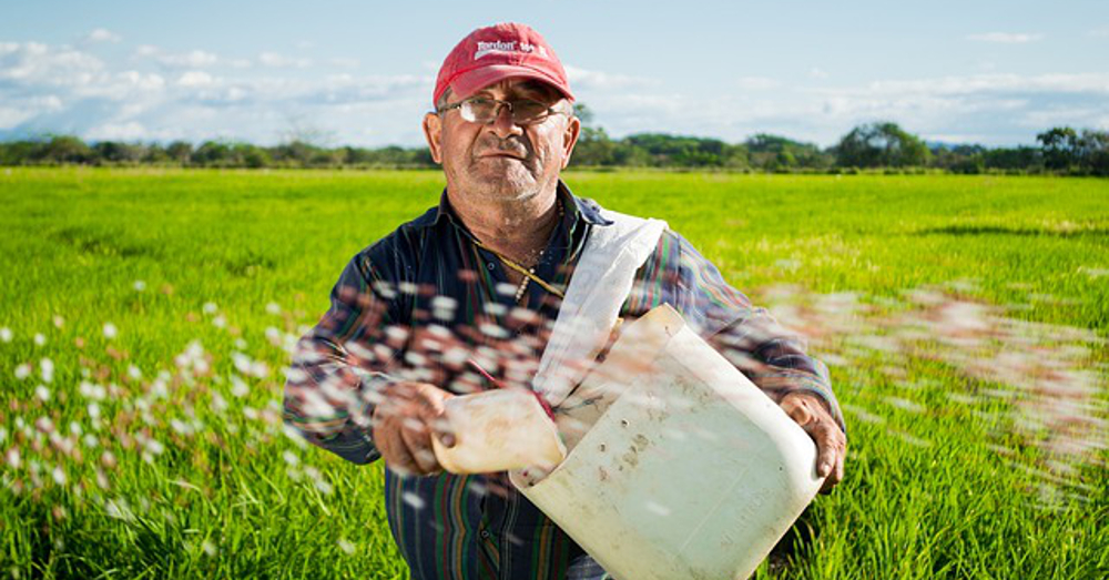 rice farmer in a crop field