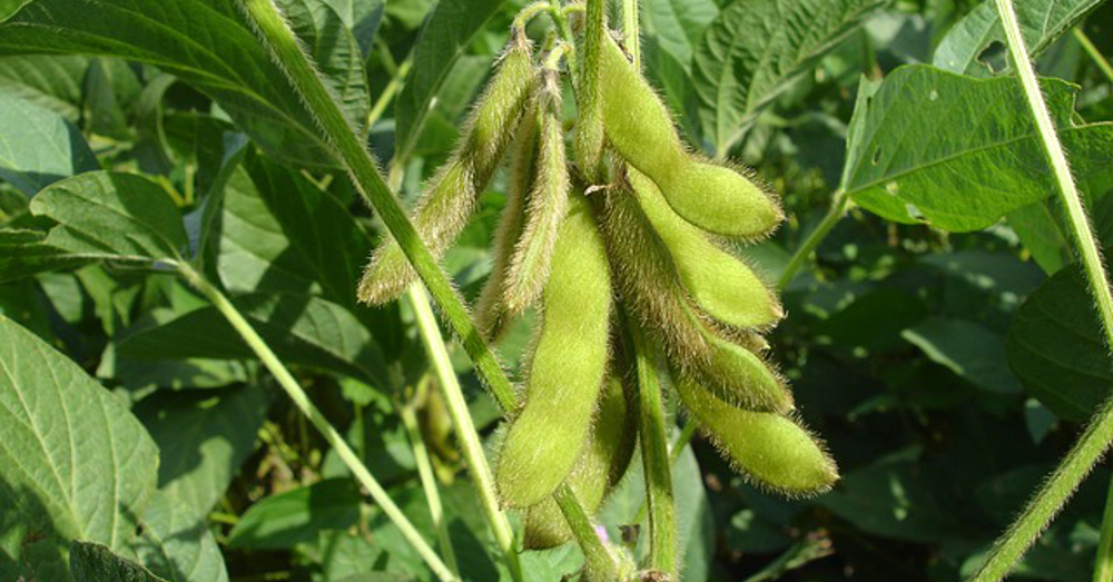 soy bean pods in a farm field