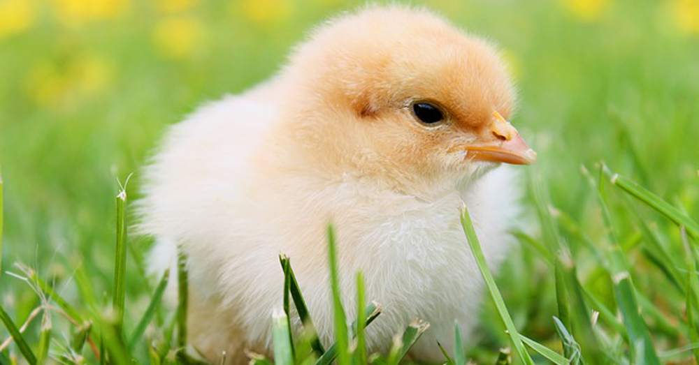 baby chicken on a field of green grass