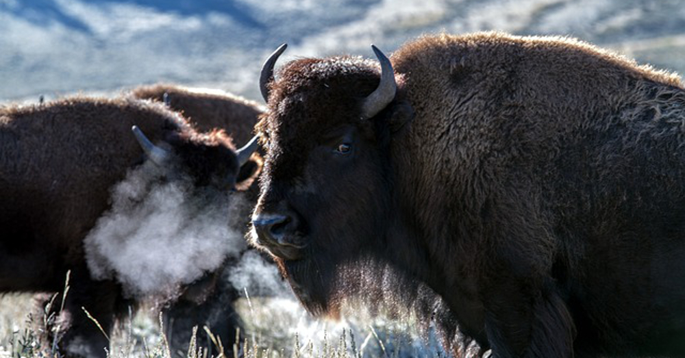 bison herd in the winter park of Wyoming