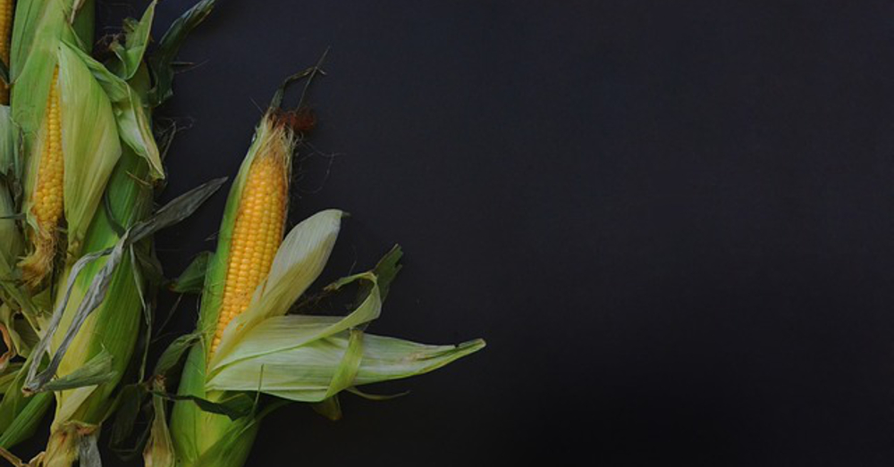 stalk of corn with ears on a black background
