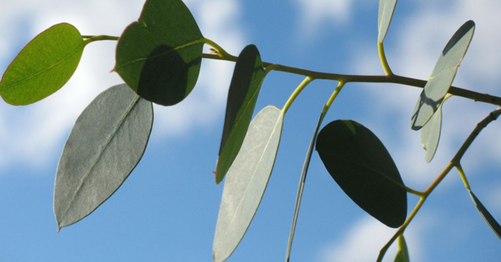 eucalyptus leaves on a branch