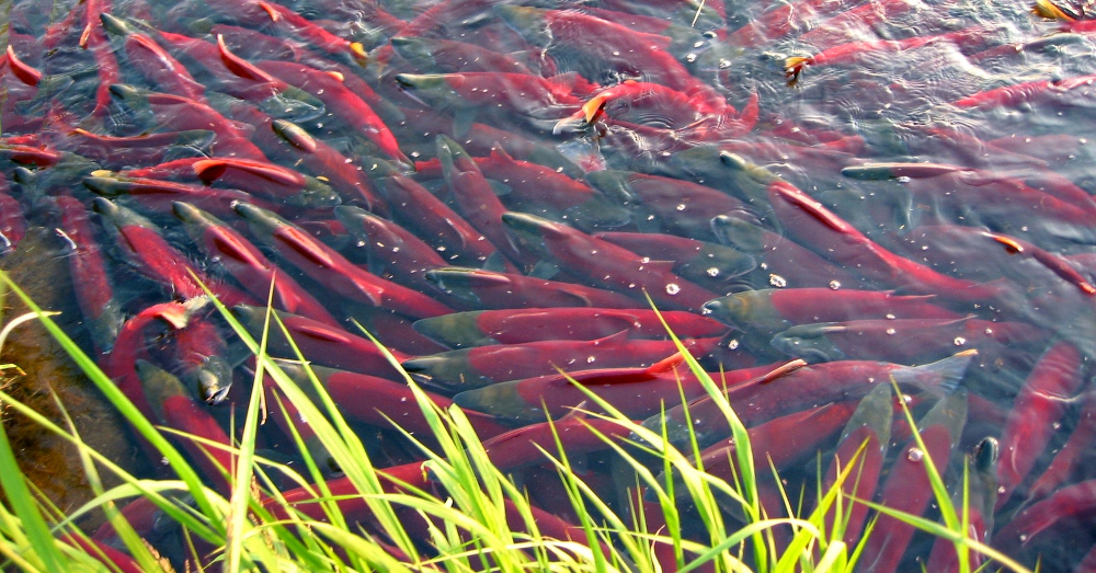 school of salmon fish swimming up to the shore of a river bank