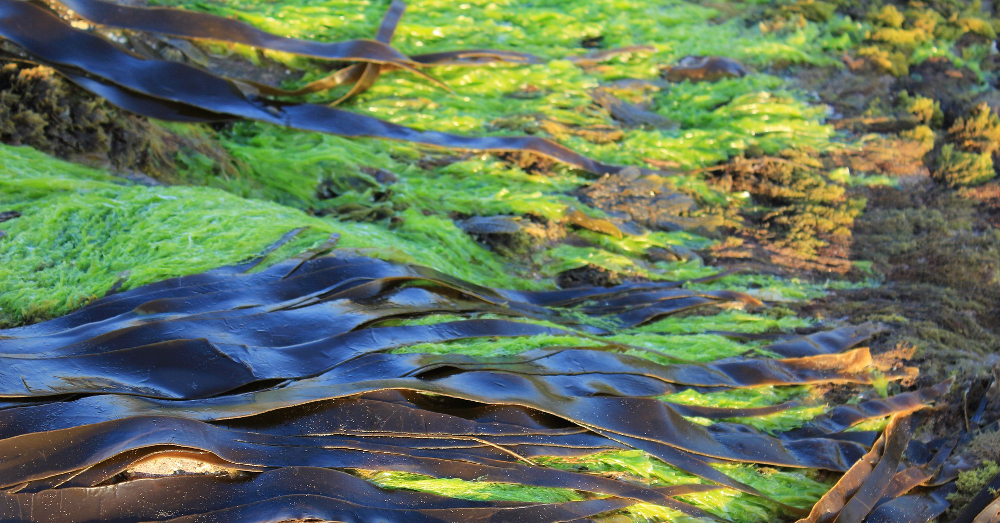 algae growing on seaweed in the ocean