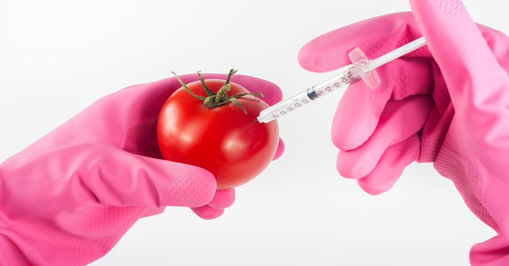 gloved hands injecting a tomato with a syringe