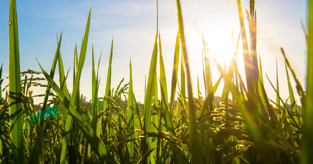 farm crop field of wheat in the sun