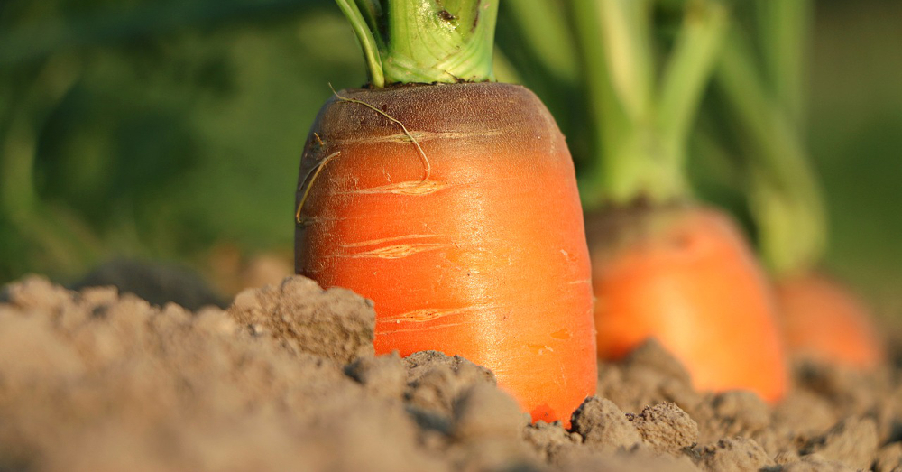 carrots growing in soil in a farm crop field