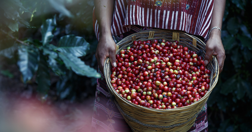 fresh harvest of raw coffee beans in a basket