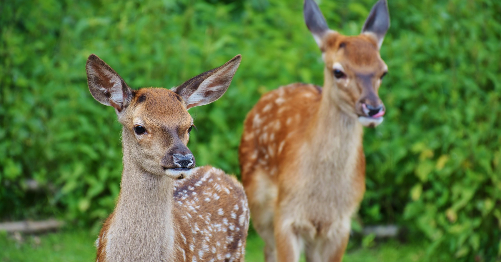 two young deer fawns in a forest field