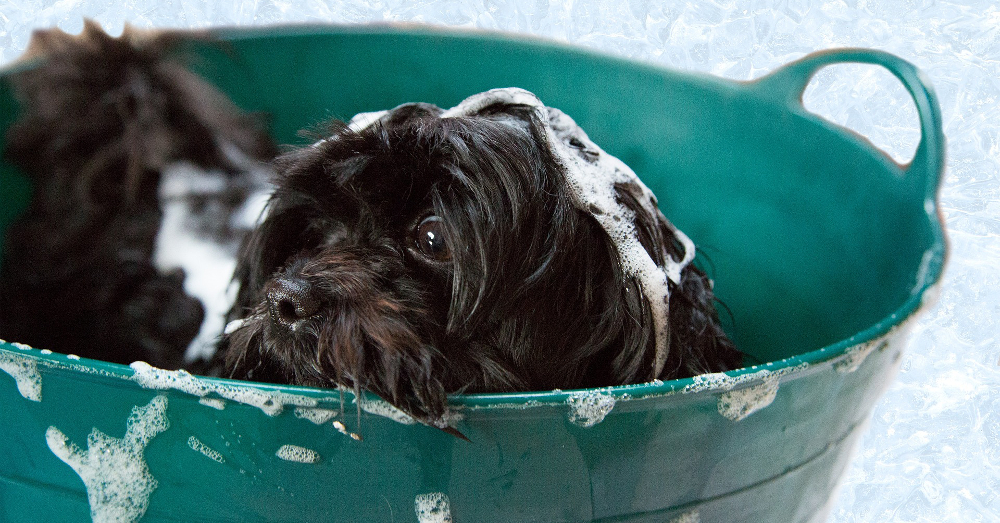 dog in a tub being washed with shampoo