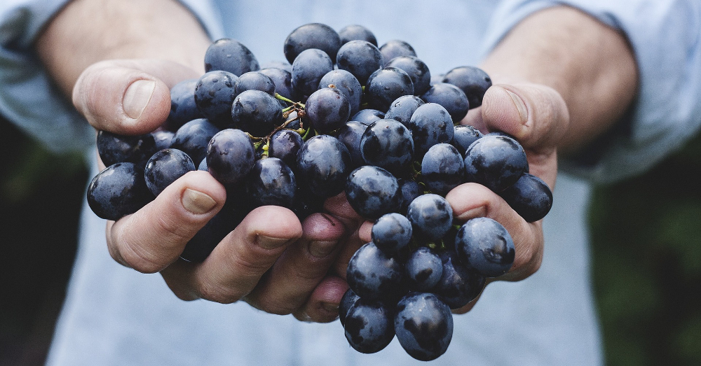hands holding a harvest of fresh red grapes
