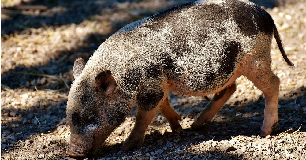 small spotted baby pig on a farm
