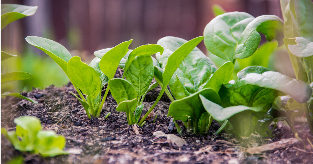 crop of spinach growing out of dark soil in a garden