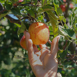 hand reaching up to pick an apple in an orchard