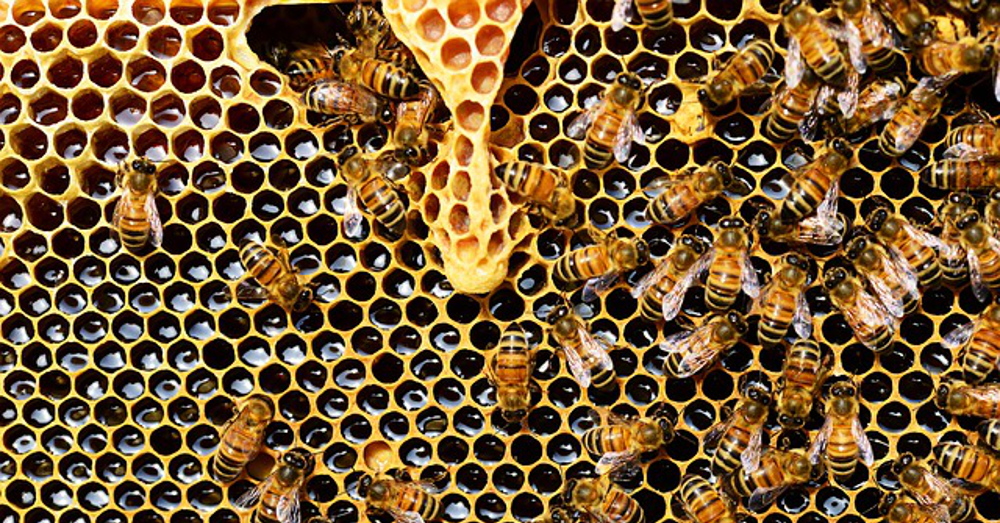 honey bees flying around a honey comb