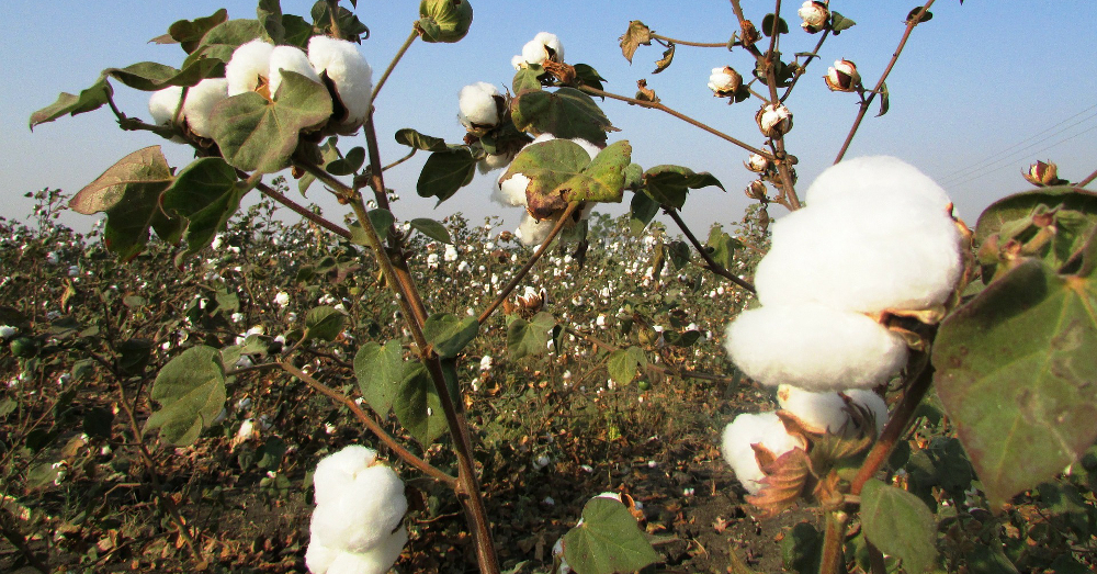 crop of cotton buds on a farm field