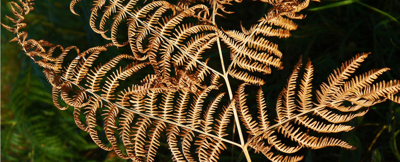 dead dry brown fern plant