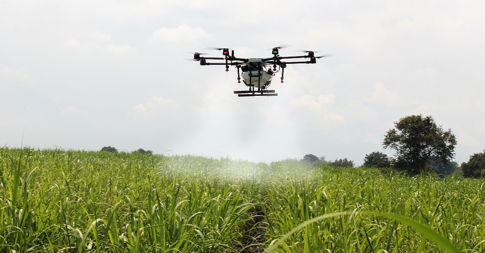 drone spraying herbicide and pesticide on a farm field crop of sugar cane