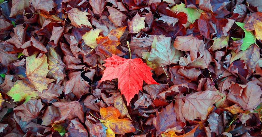 A pile of leaves with a red one in the middle