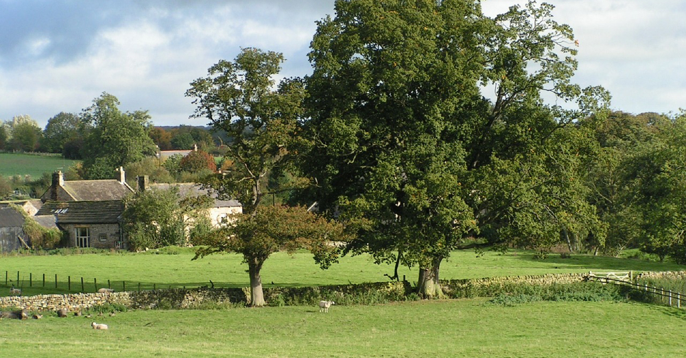 livestock grazing on a farm field pasture under trees
