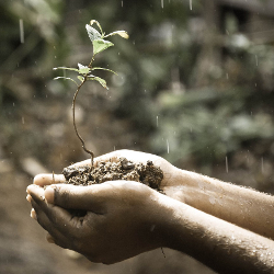 hands holding a small sapling in soil in the rain