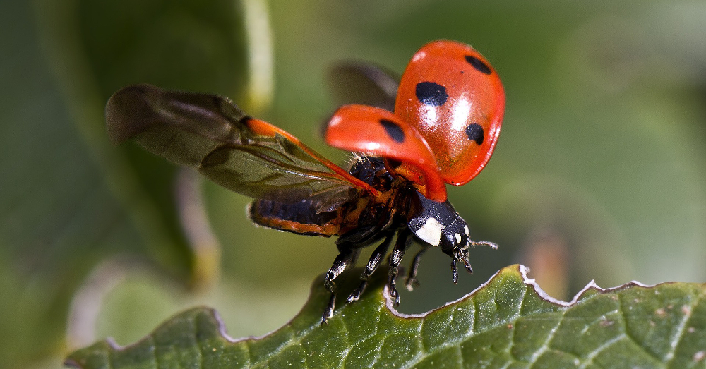 ladybug on a leaf taking flight